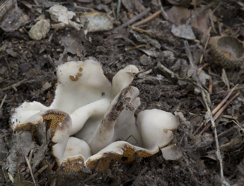 Geopora foliacea